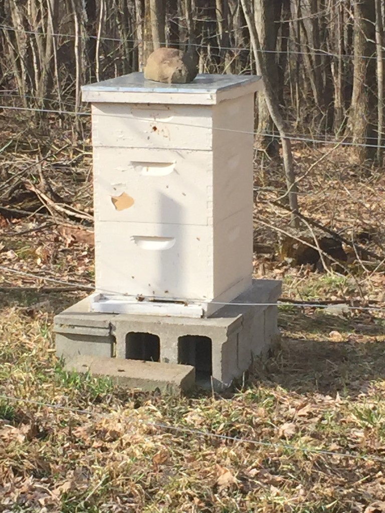 Honey Bee Colonies Survive Over Winter! – Mink Hollow Farm