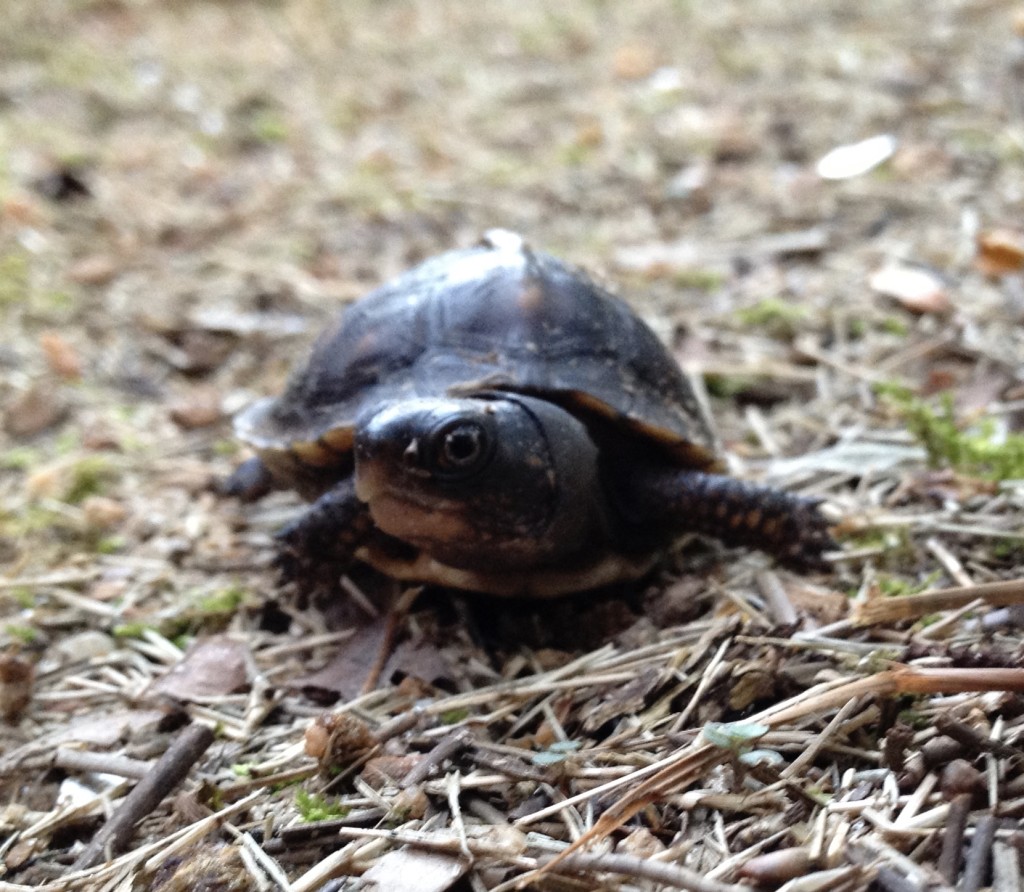 Eastern Box Turtle Hatchling – Mink Hollow Farm