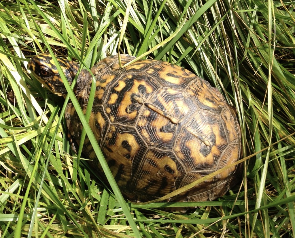 Eastern Box Turtle Hatchling – Mink Hollow Farm