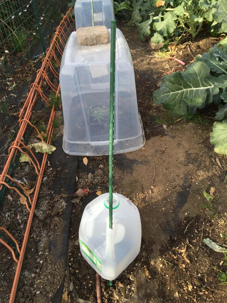 Milk jug greenhouse for protecting young plants – Mink Hollow Farm